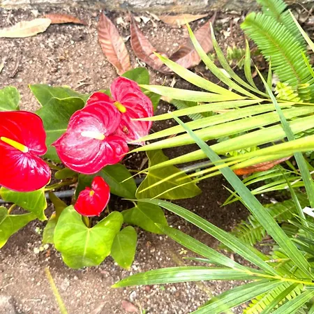 Casa Flor Puerto de la Cruz (Tenerife)